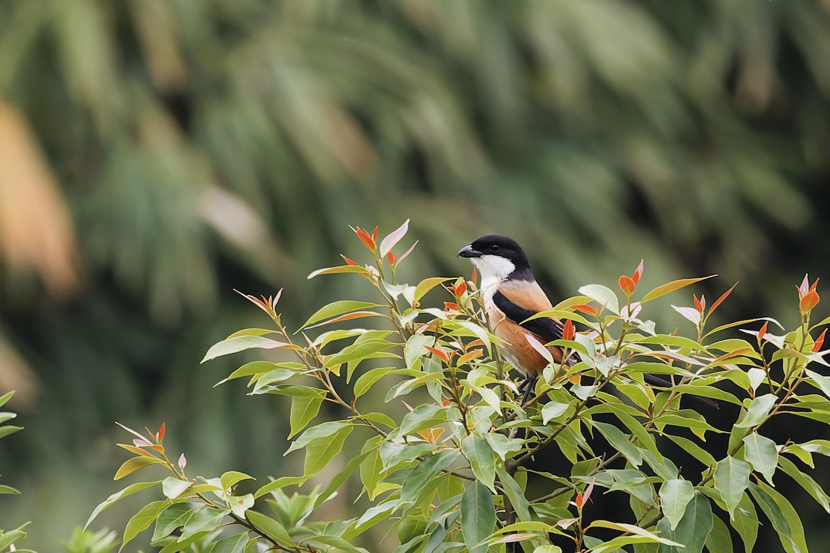 Long-tailed Shrike (tricolor/longicaudatus) - ML628992084