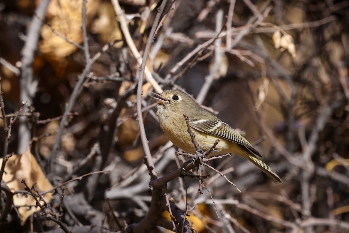 Hutton's Vireo - ML628992139