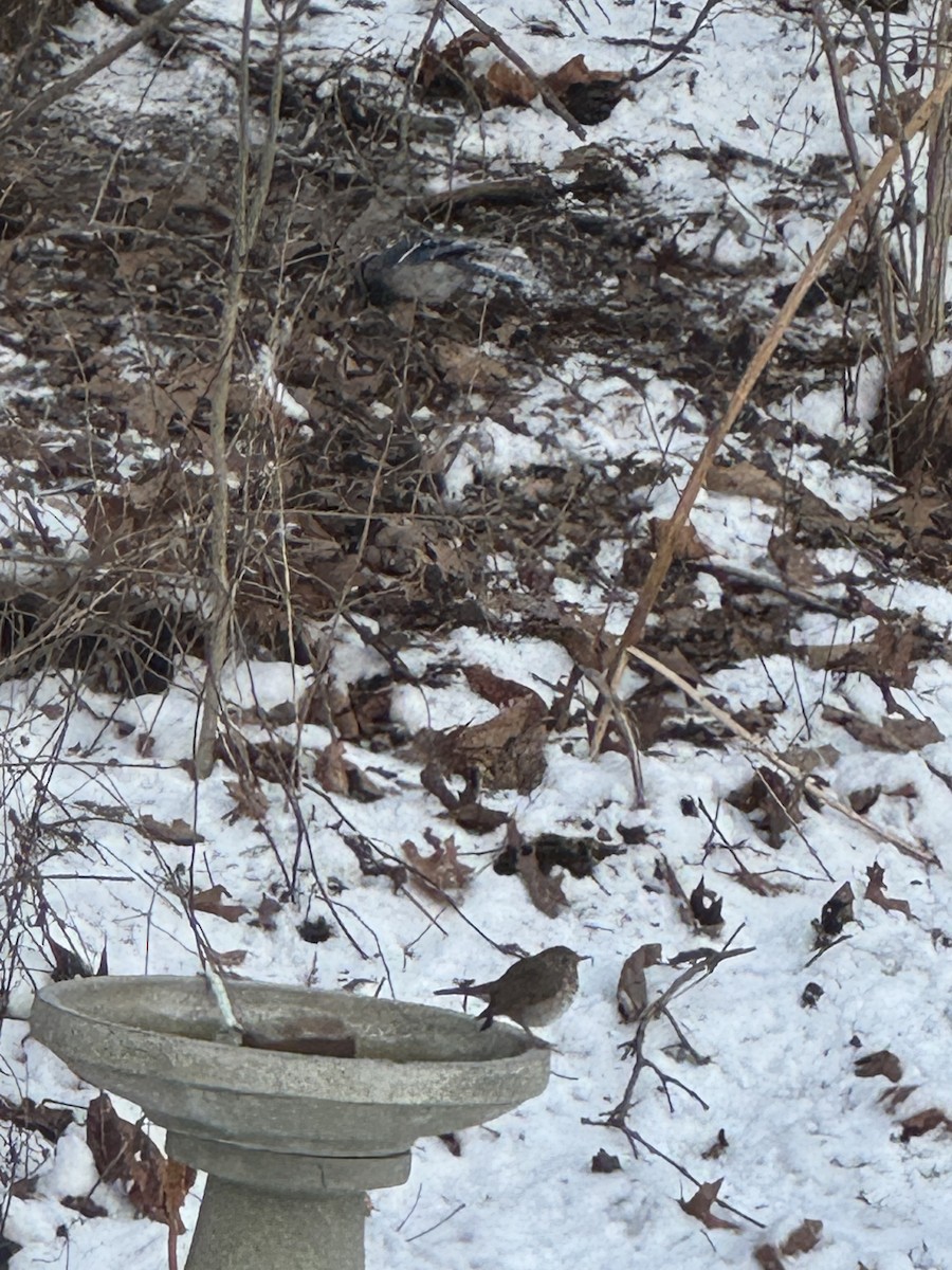 drozd rezavoocasý - ML628992192