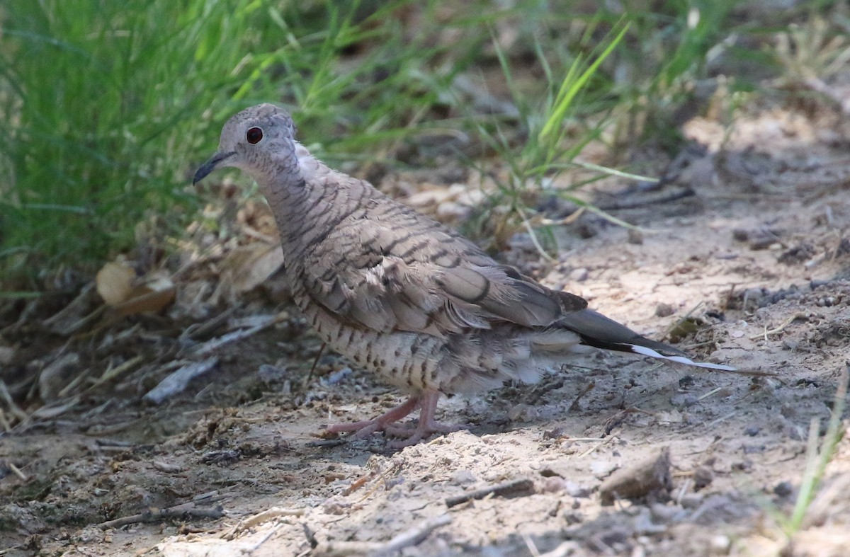 Inca Dove - Robert Bochenek