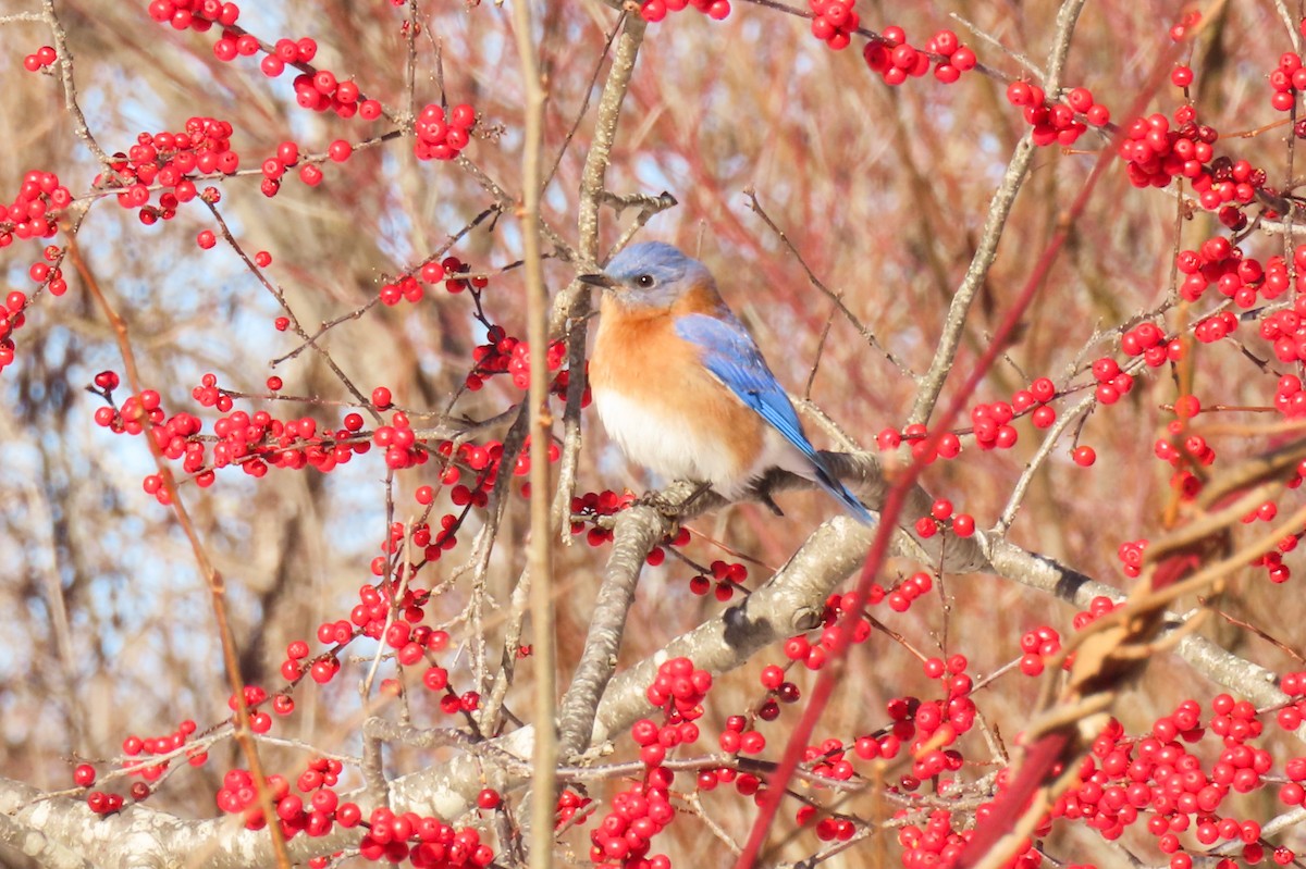 Eastern Bluebird - ML628992244