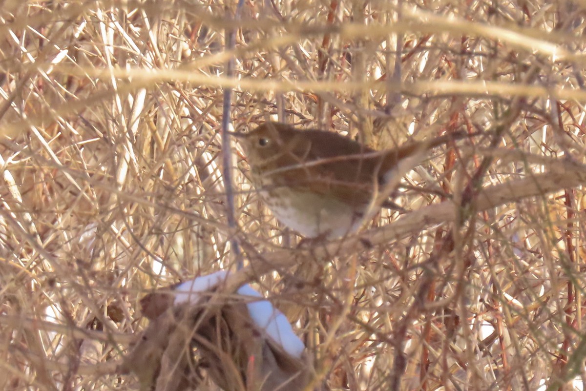 Hermit Thrush - ML628992250