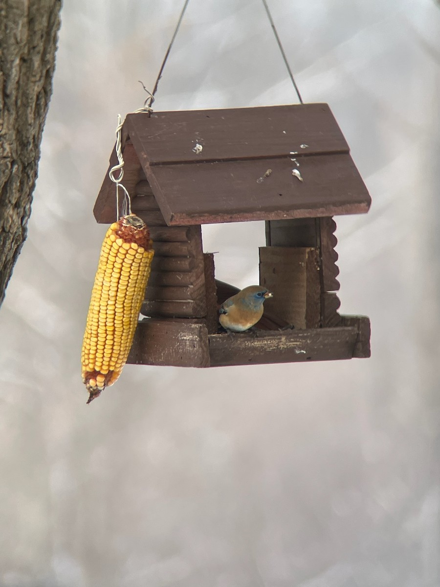 Lazuli Bunting - ML628992392