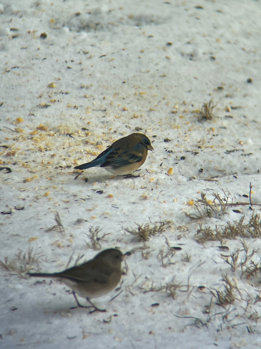 Lazuli Bunting - ML628992405