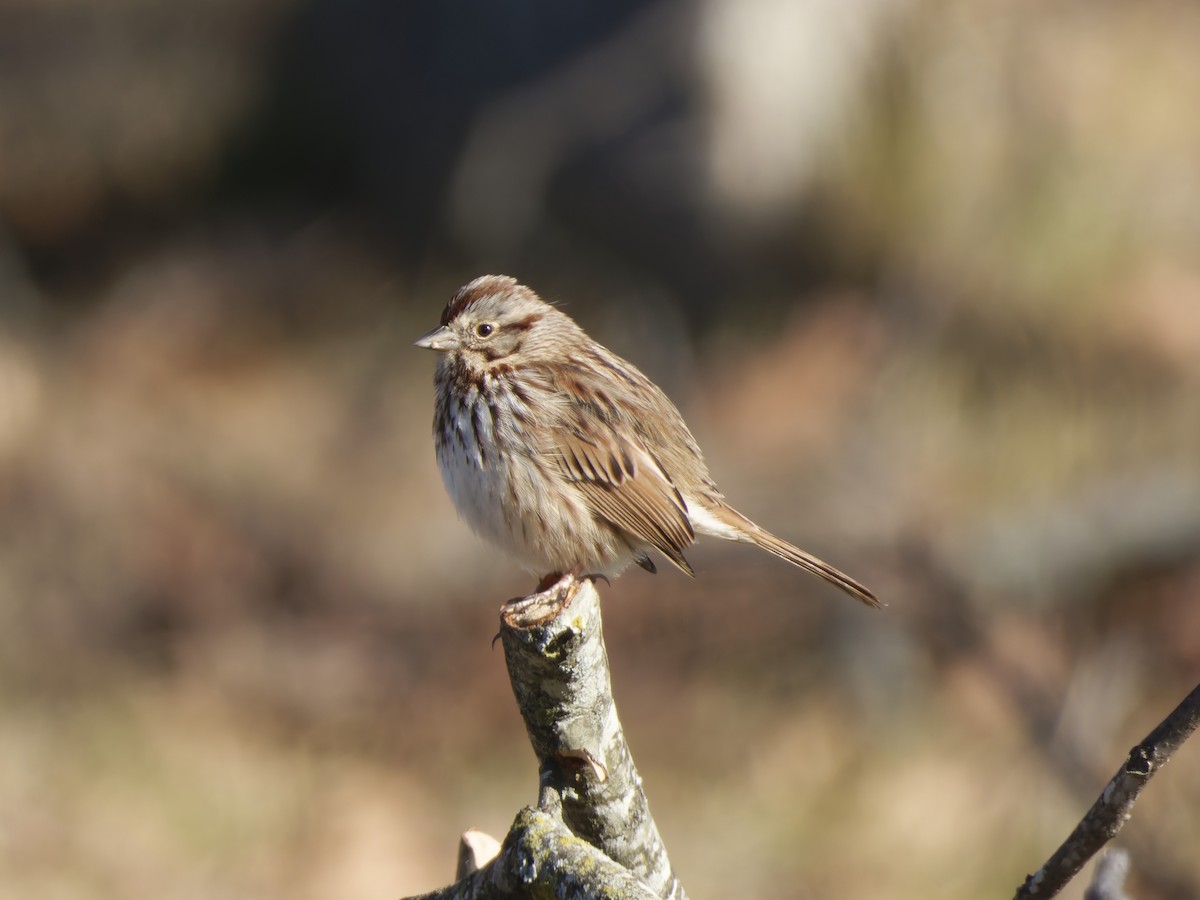 Song Sparrow (melodia/atlantica) - ML628992554