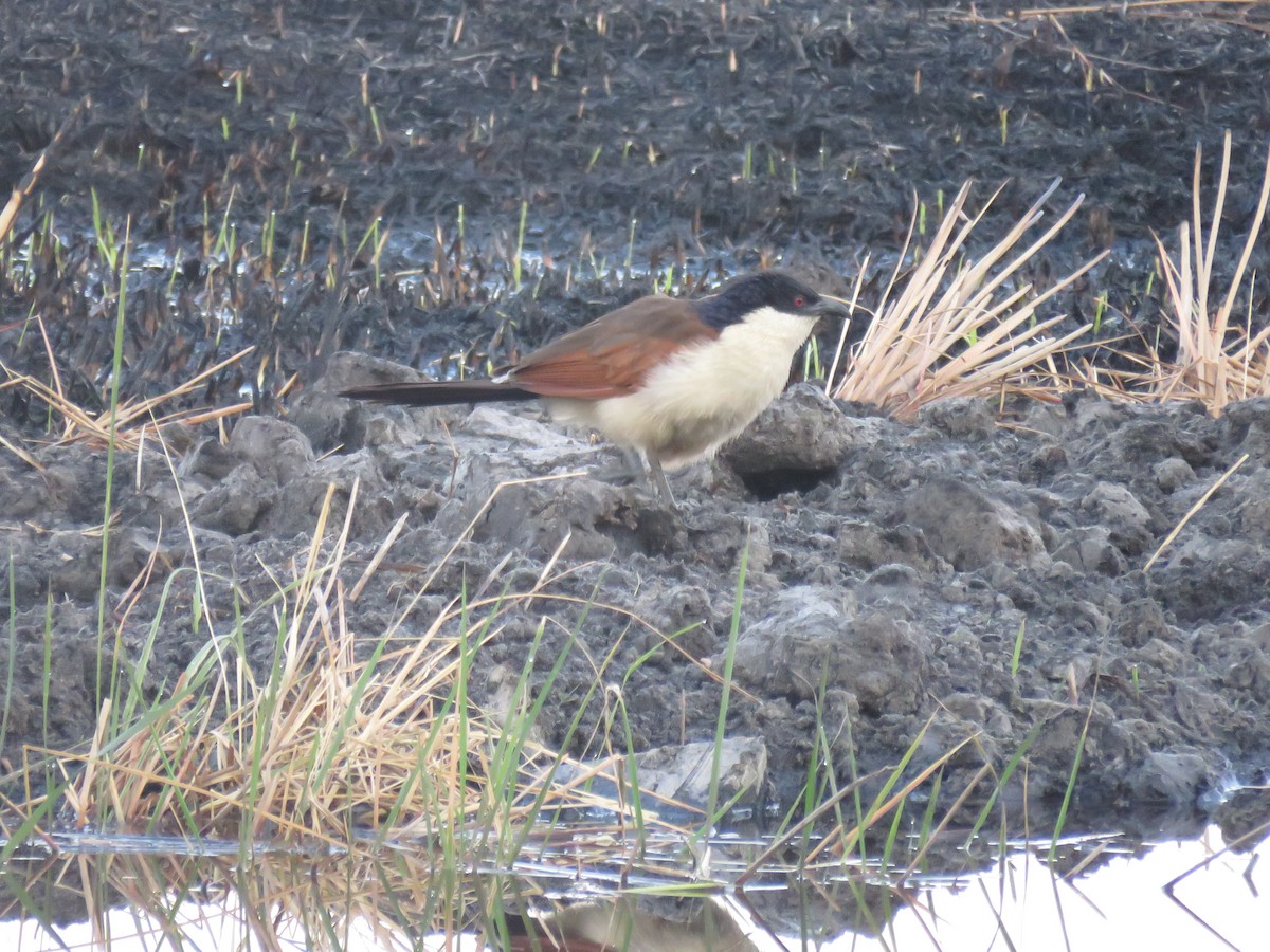 Coppery-tailed Coucal - ML628992558