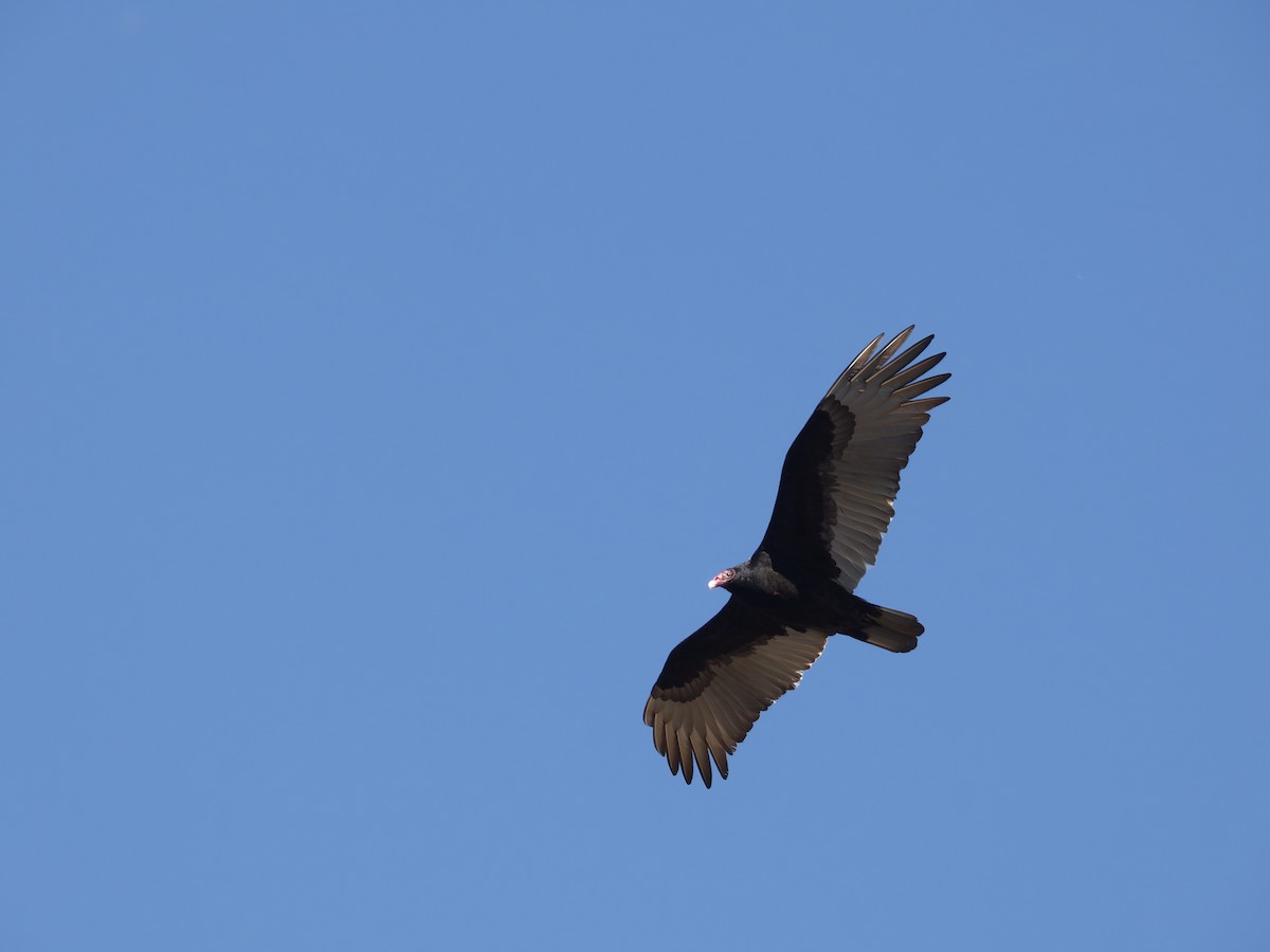 Turkey Vulture - ML628992566