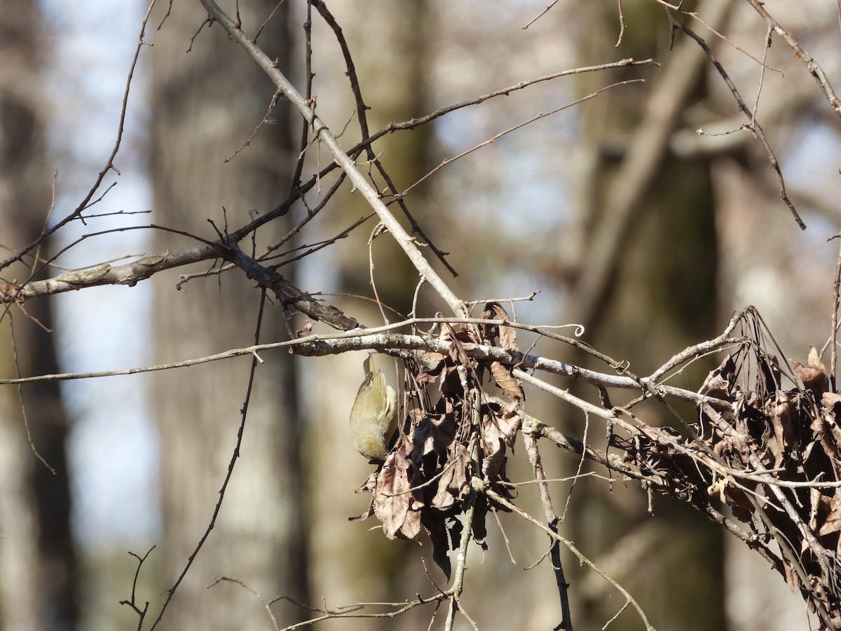 Orange-crowned Warbler (celata) - ML628992615