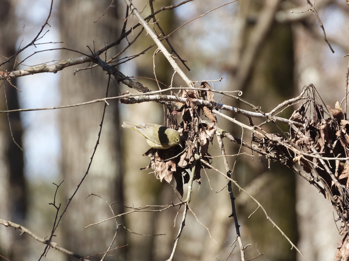 Orange-crowned Warbler (celata) - ML628992642