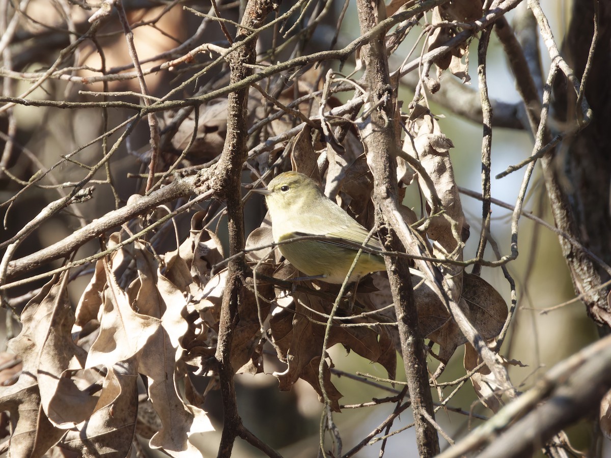Orange-crowned Warbler (celata) - ML628992673