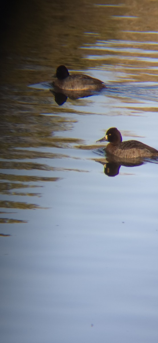 Lesser Scaup - ML628992789