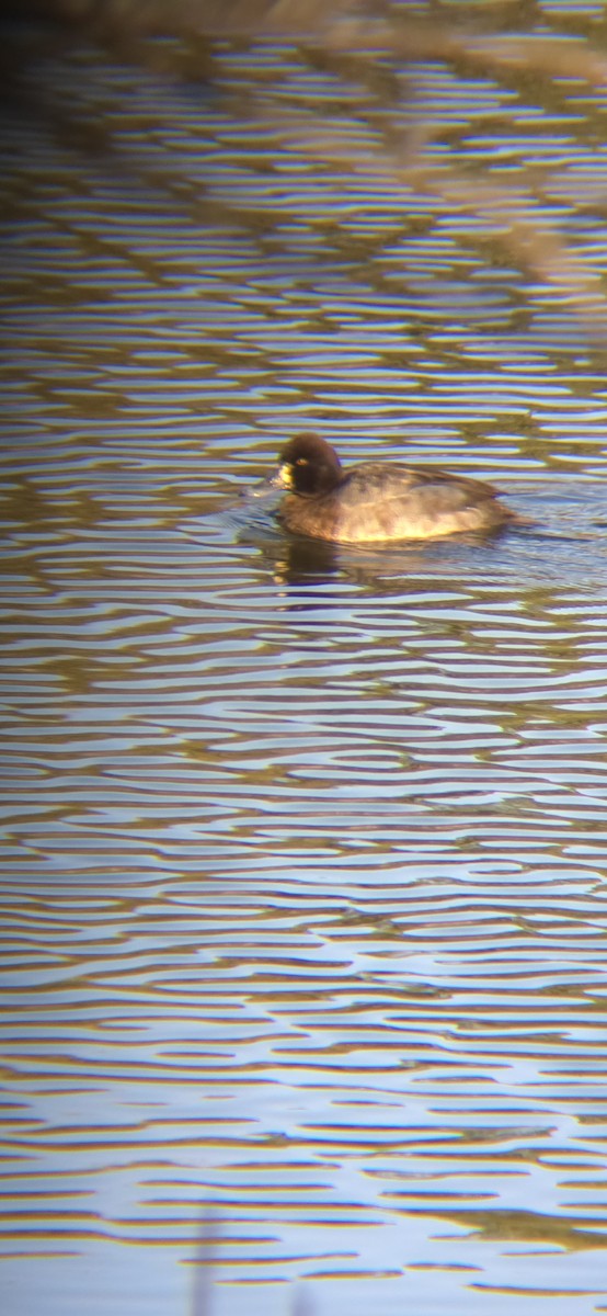 Lesser Scaup - ML628992796