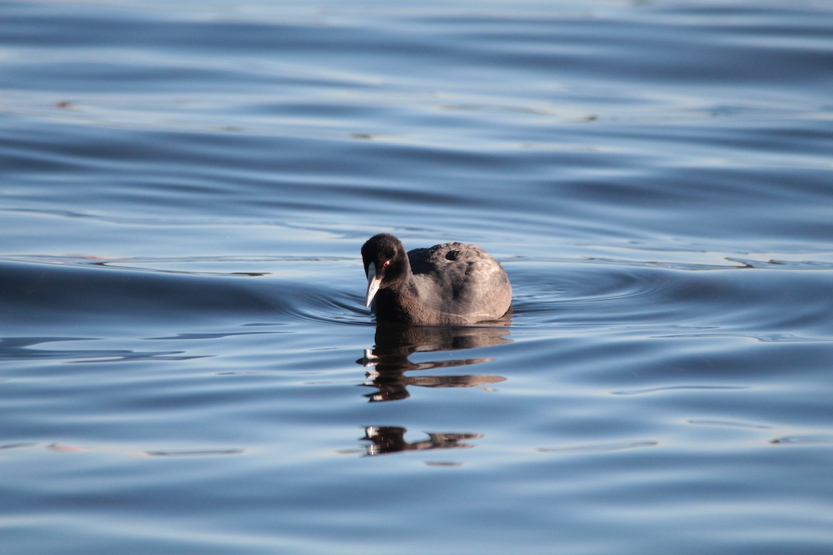 Eurasian Coot - ML62899281