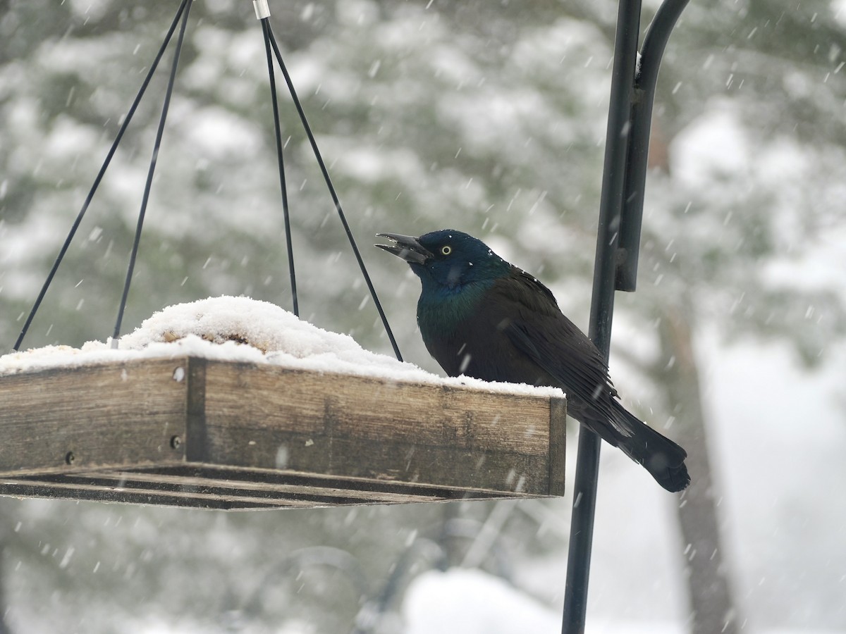 Common Grackle - ML628992886