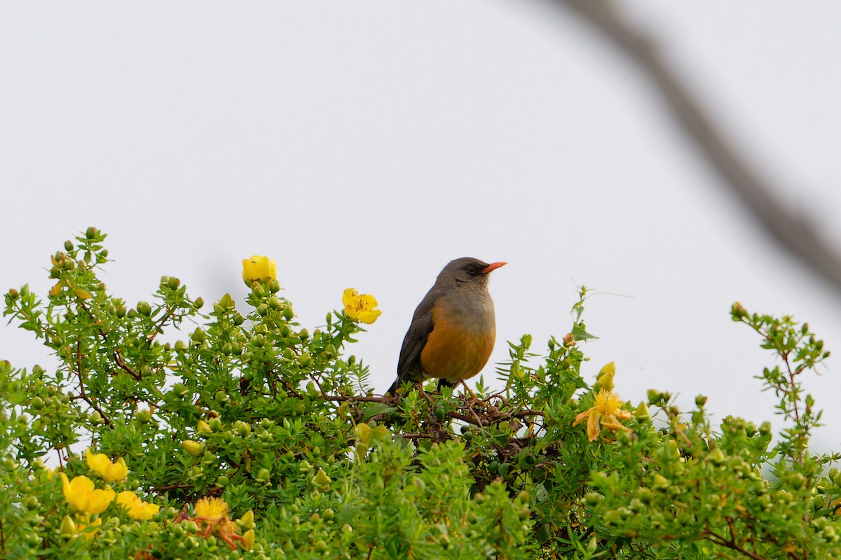 Abyssinian Thrush (Abyssinian) - ML628993022