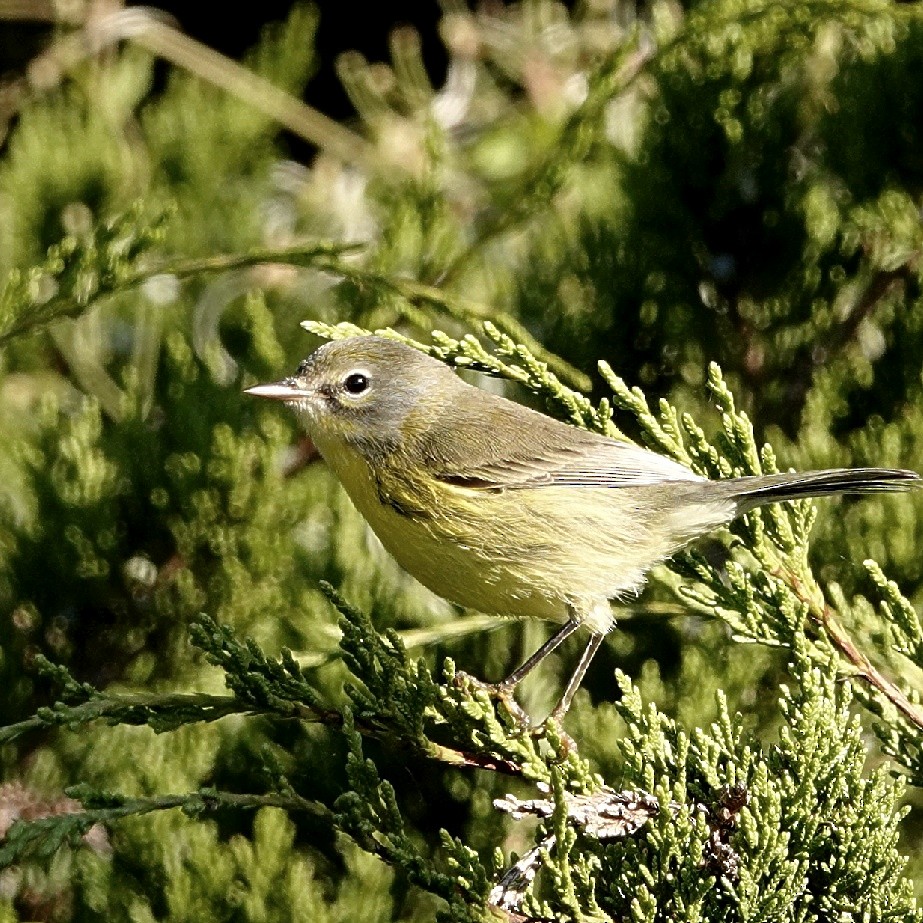 Prairie Warbler - ML628993134