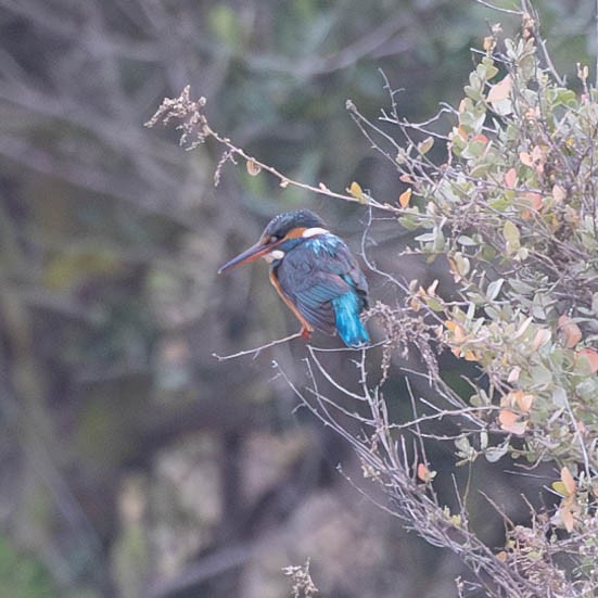 Common Kingfisher - ML628993147
