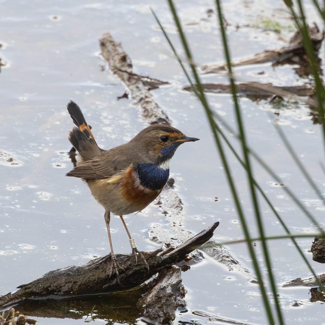Bluethroat - ML628993152