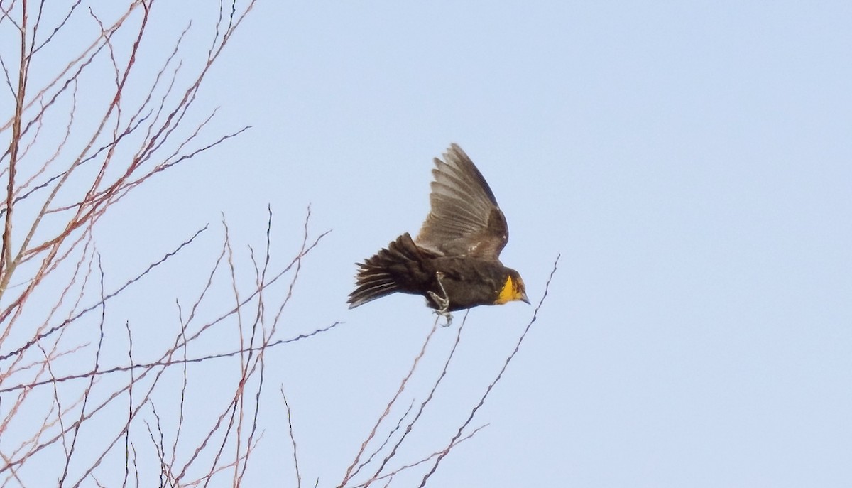 Yellow-headed Blackbird - ML628993163