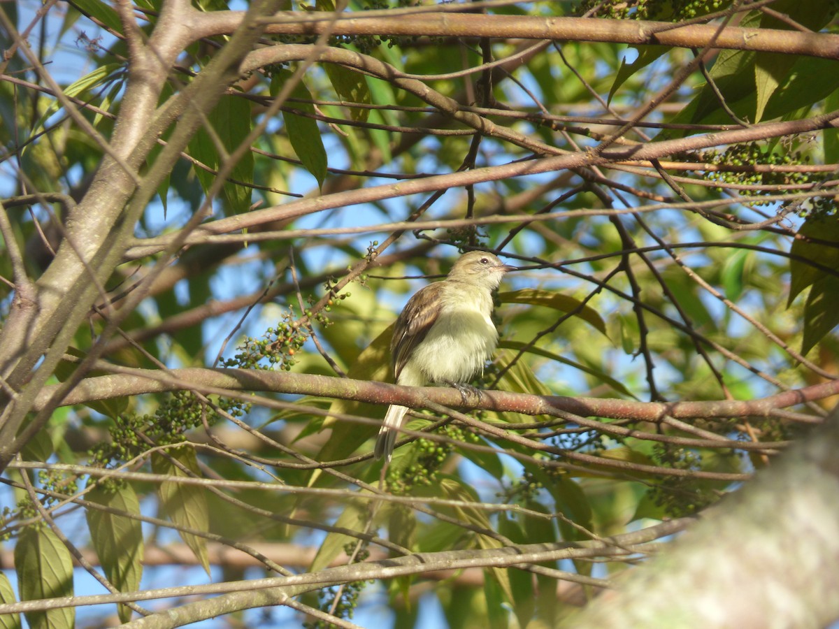 Mouse-colored Tyrannulet (Northern) - ML628993235