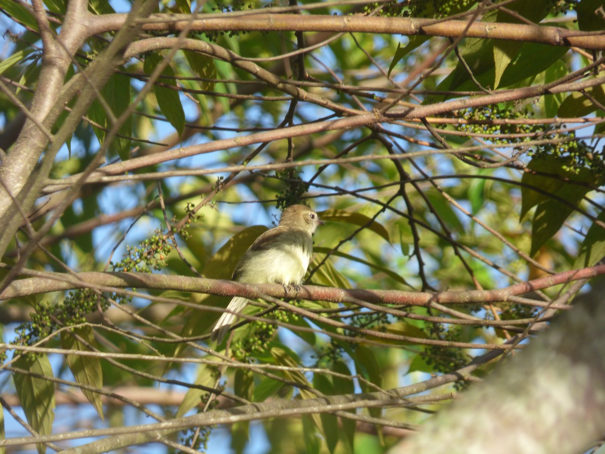 Mouse-colored Tyrannulet (Northern) - ML628993248