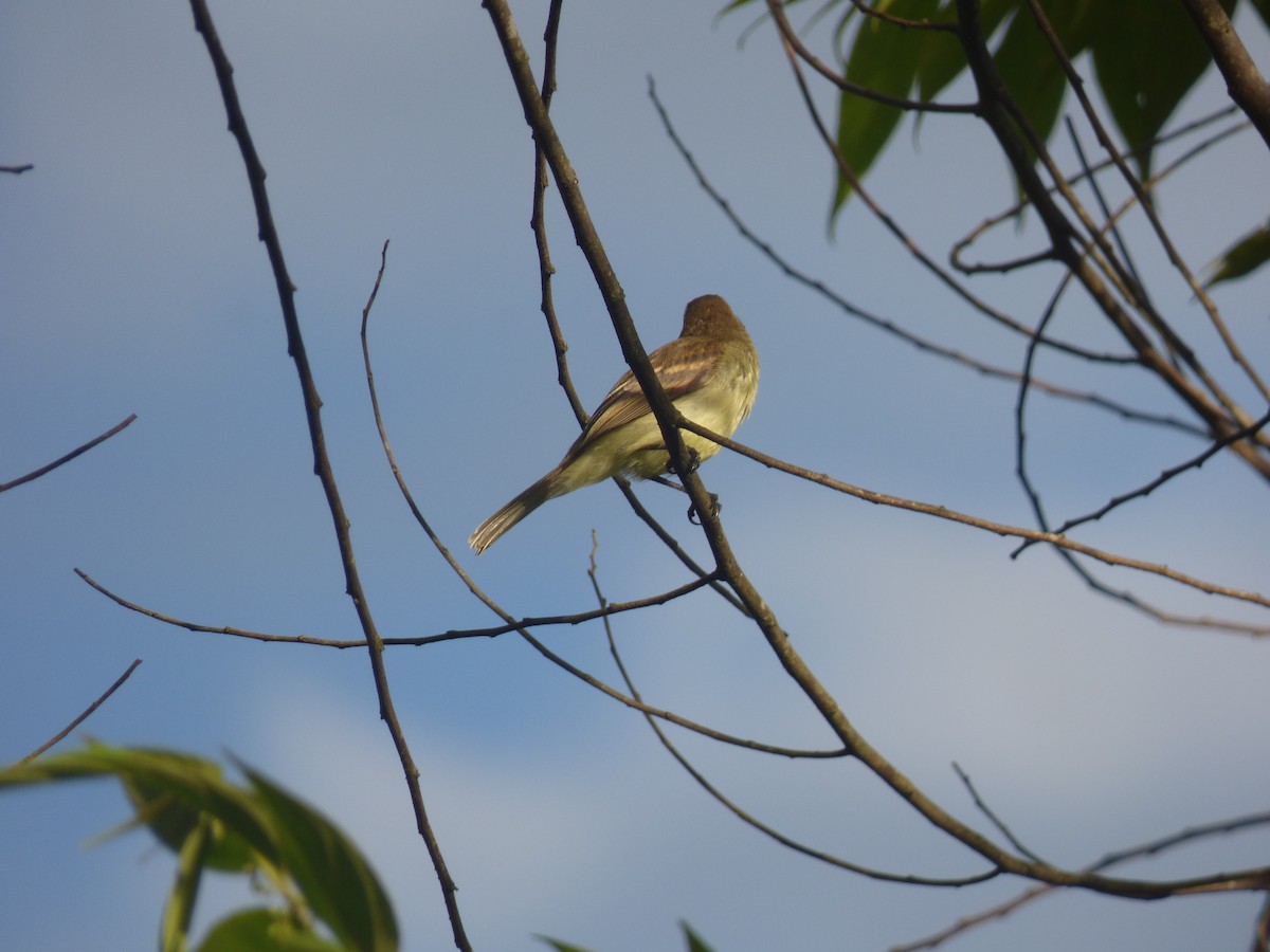 Mouse-colored Tyrannulet (Northern) - ML628993268