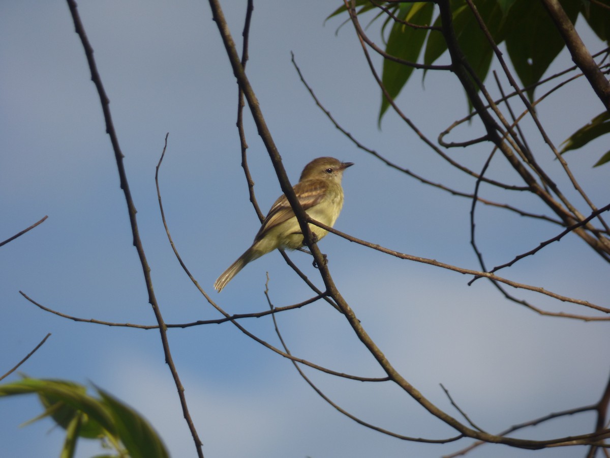 Mouse-colored Tyrannulet (Northern) - ML628993276