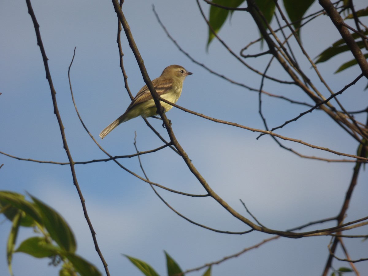 Mouse-colored Tyrannulet (Northern) - ML628993281