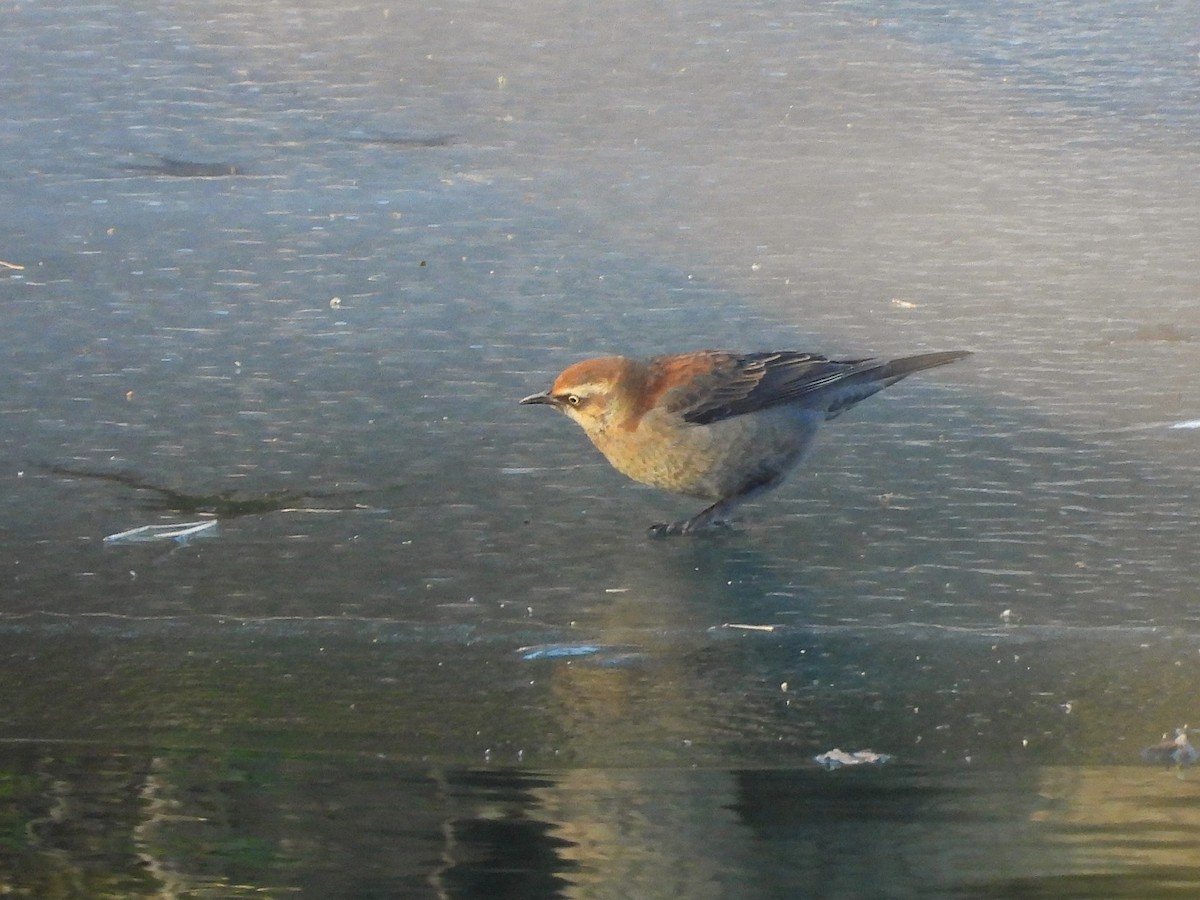 Rusty Blackbird - ML628993939