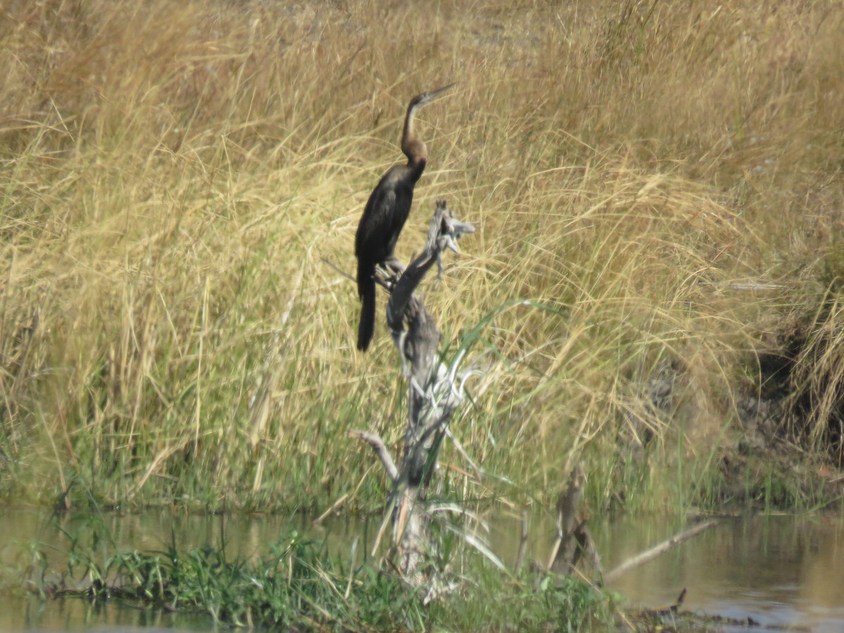 African Darter - ML628993949