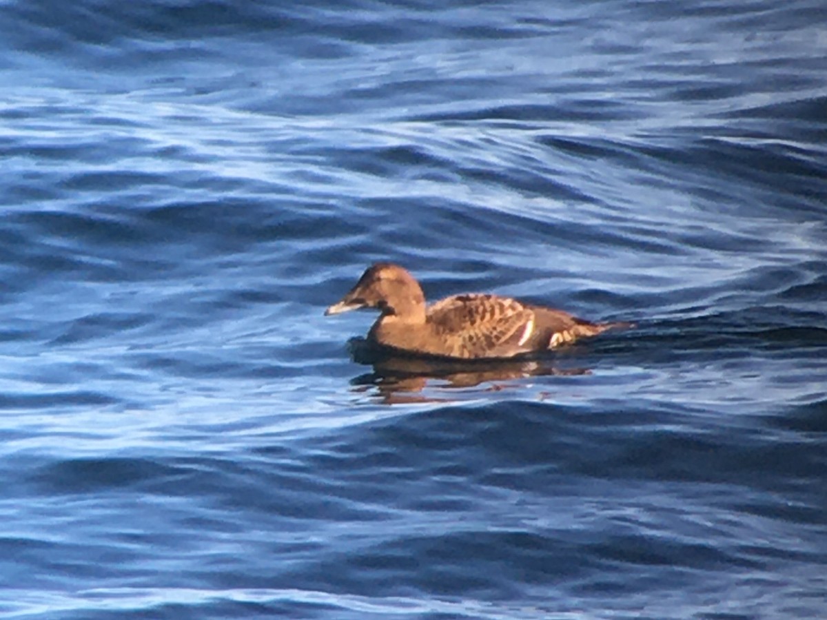 Common Eider - ML628993961