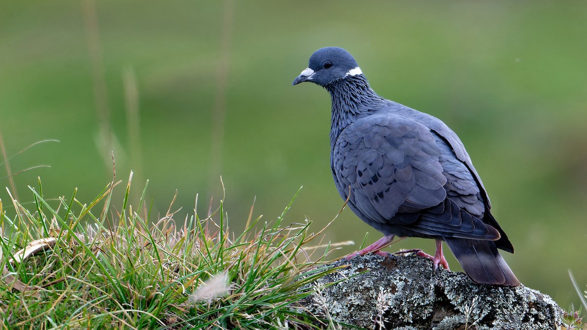 White-collared Pigeon - ML628993990