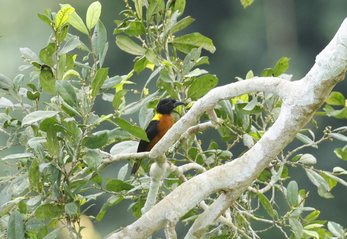 Yellow-mantled Weaver - Christian Dietzen