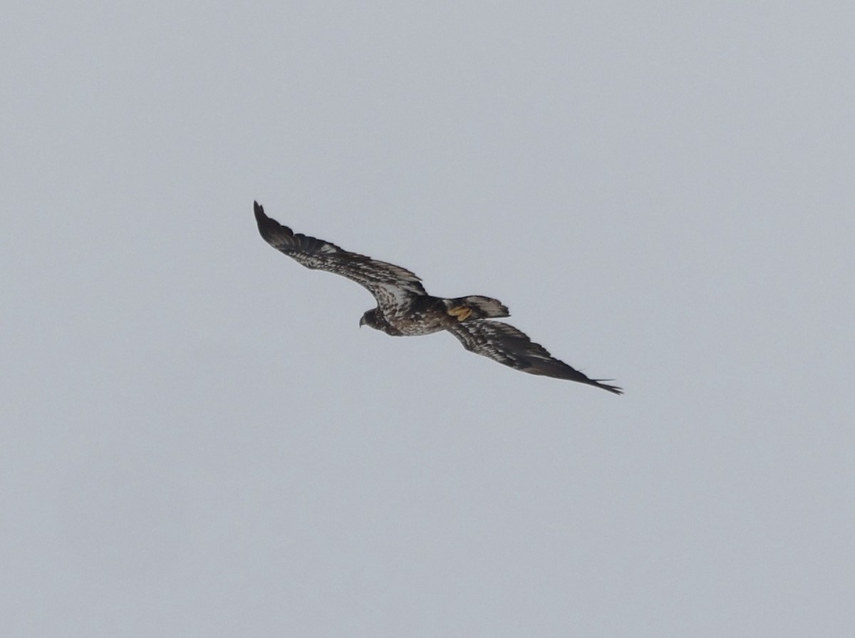Bald Eagle - ML628994197