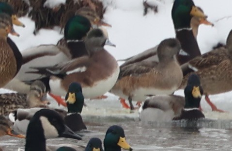 American Wigeon - ML628994230