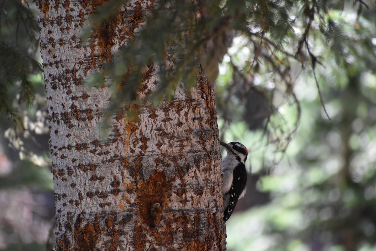 Hairy Woodpecker - ML628994431