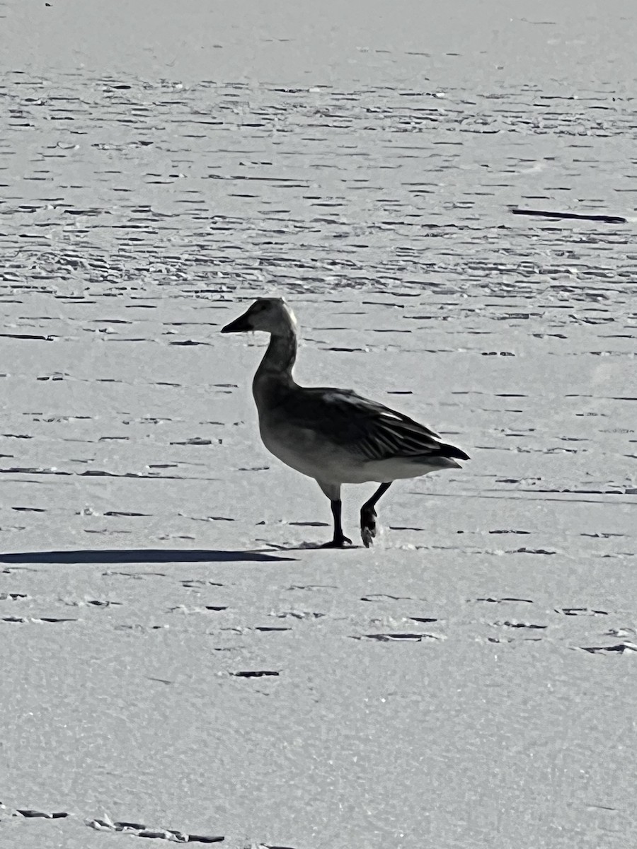 Snow Goose - ML628994462
