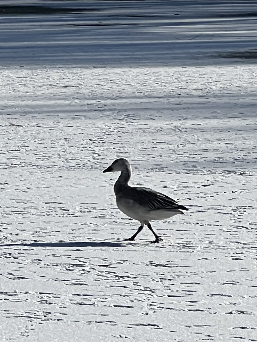 Snow Goose - ML628994463
