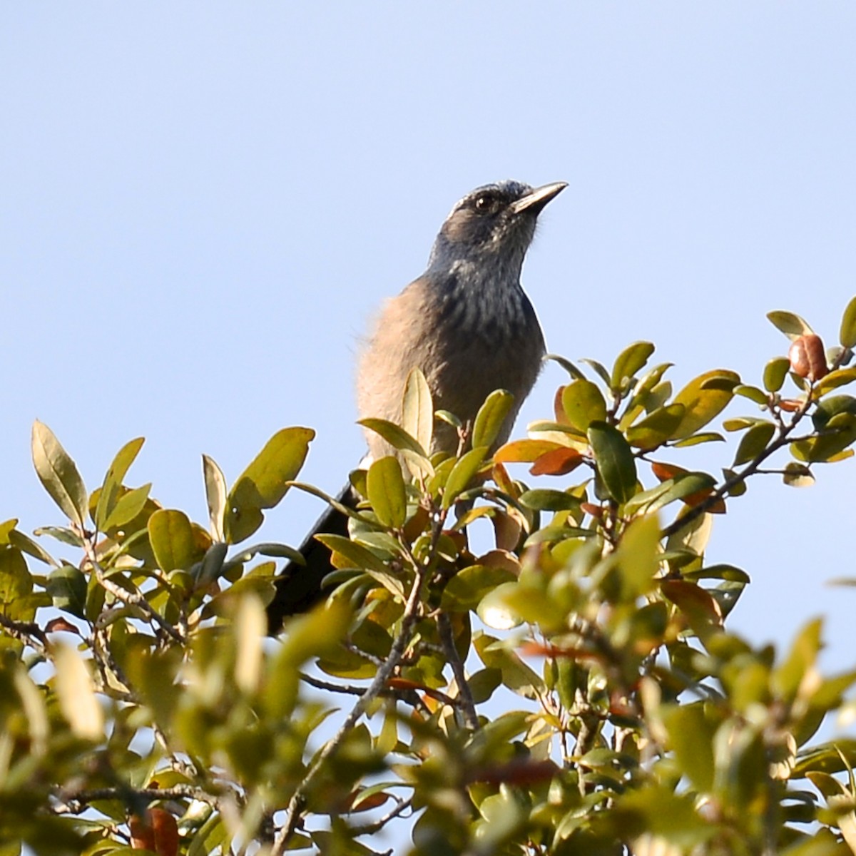 Woodhouse's Scrub-Jay - ML628994495