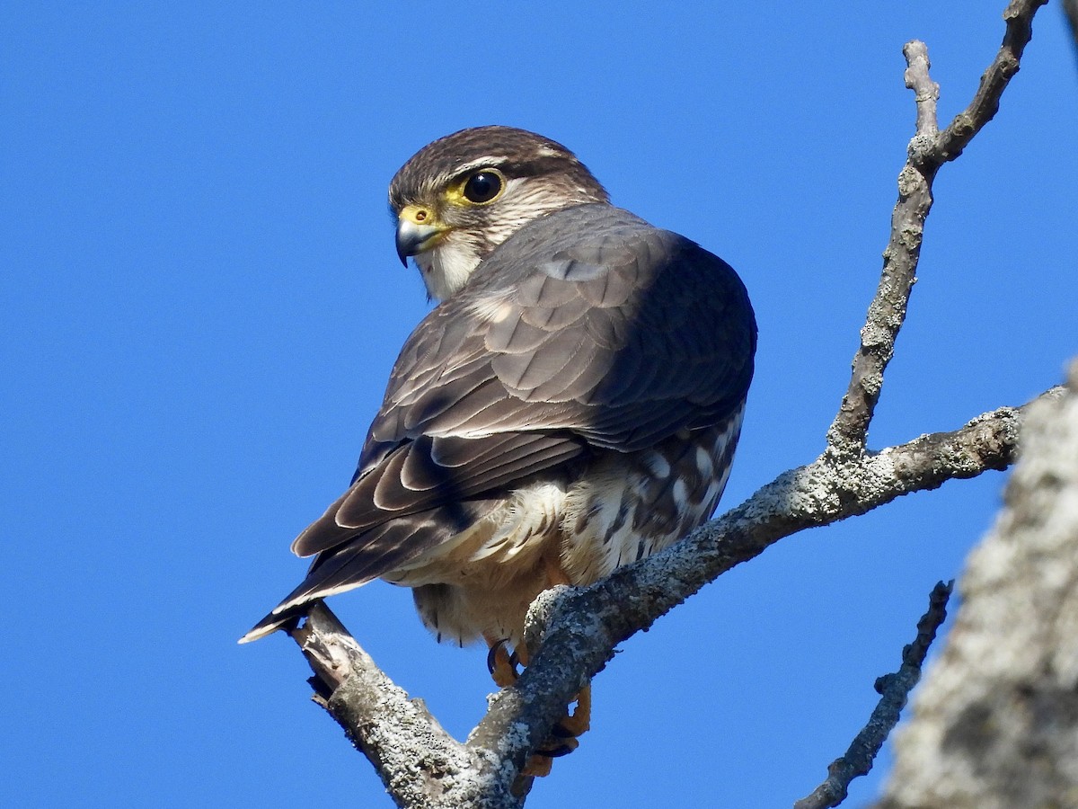 Підсоколик малий (підвид columbarius) - ML628994552