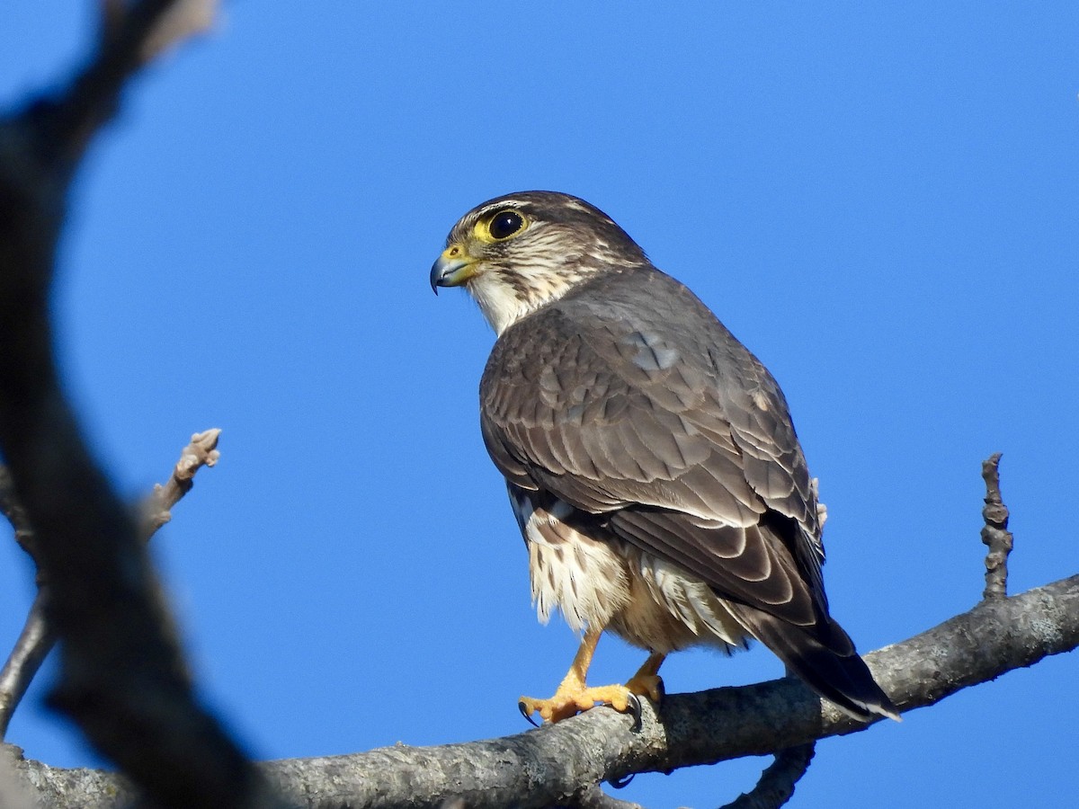 Підсоколик малий (підвид columbarius) - ML628994553