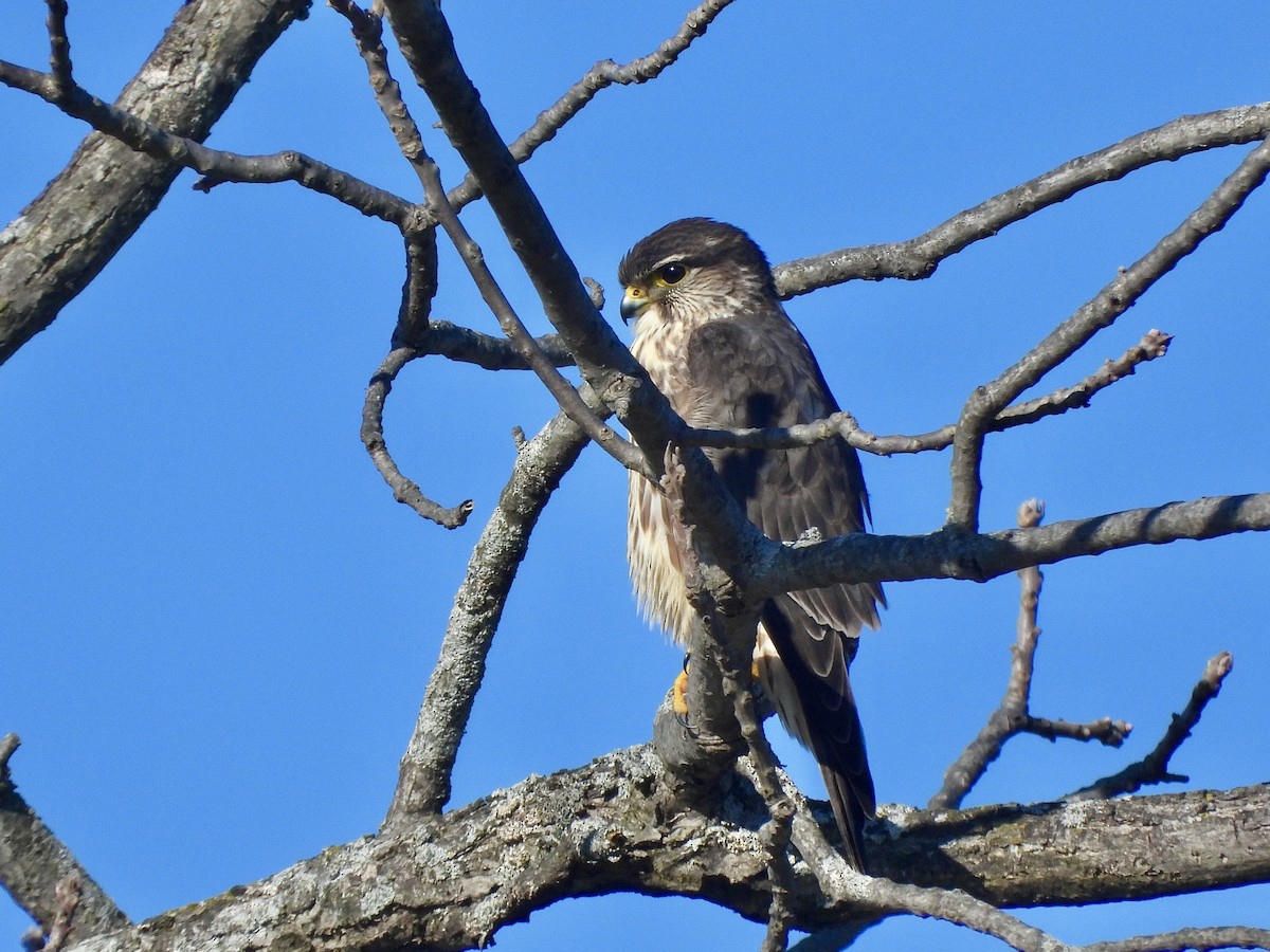 Підсоколик малий (підвид columbarius) - ML628994554