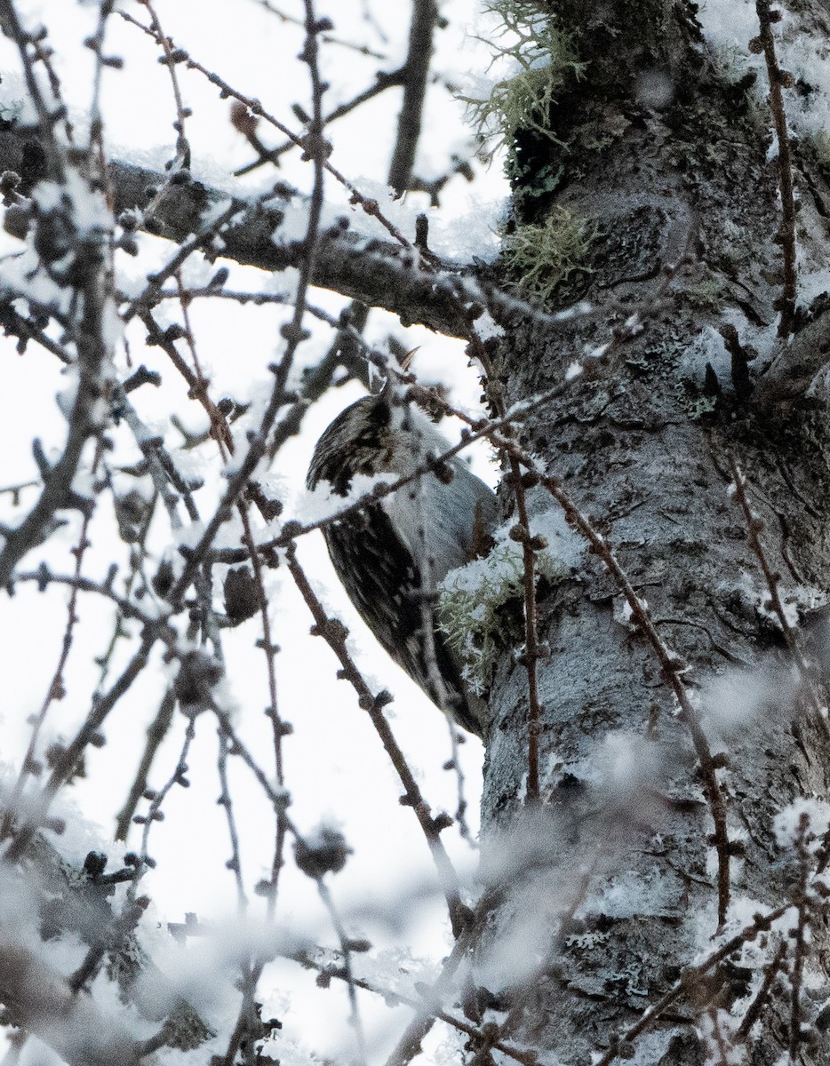 Brown Creeper - ML628994622