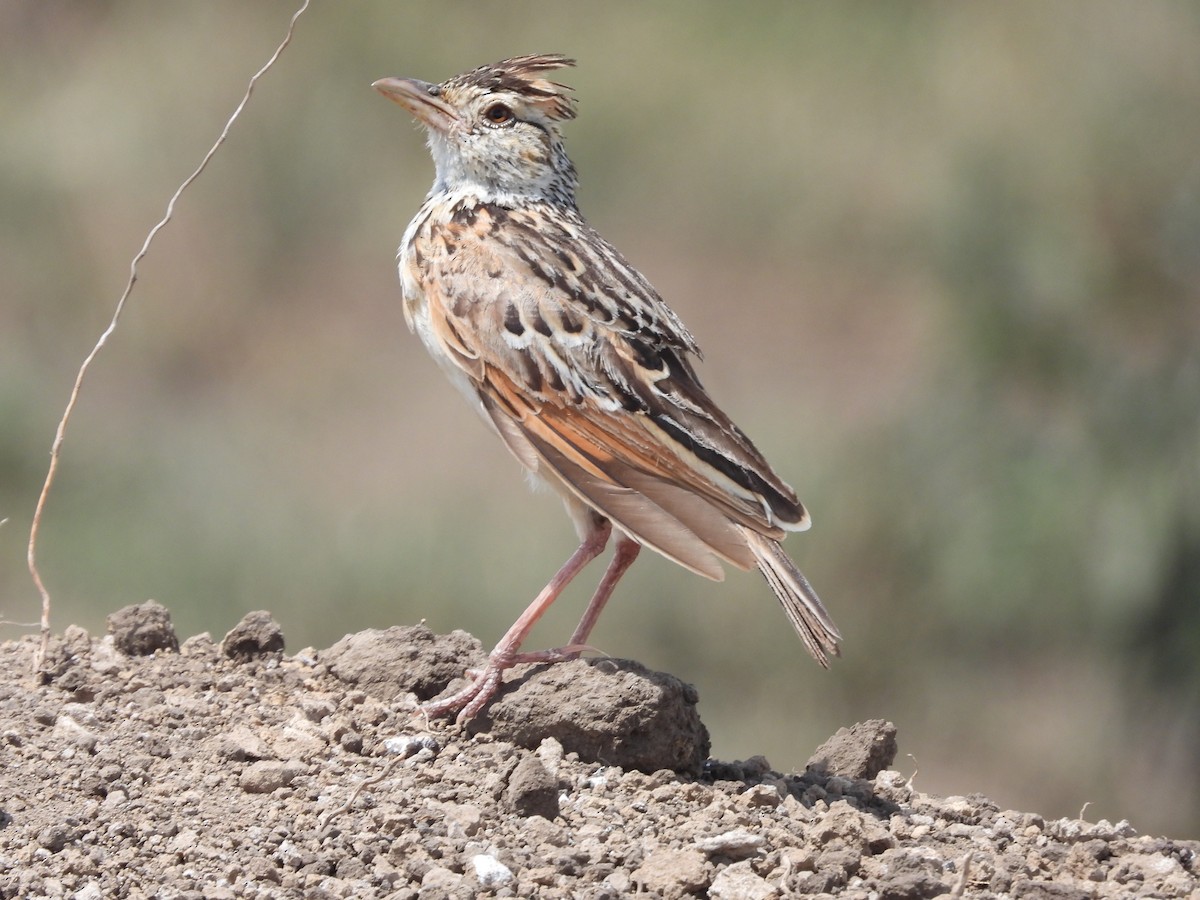 Rufous-naped Lark - ML628994676