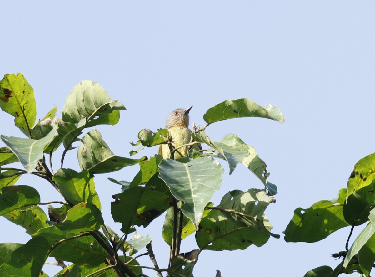 Lemon-bellied Crombec - ML628994720