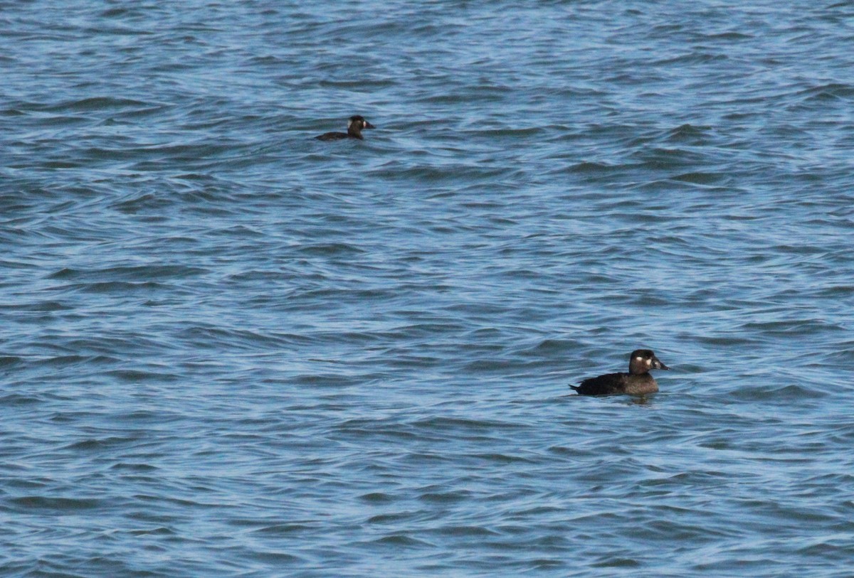 Surf Scoter - ML628994766