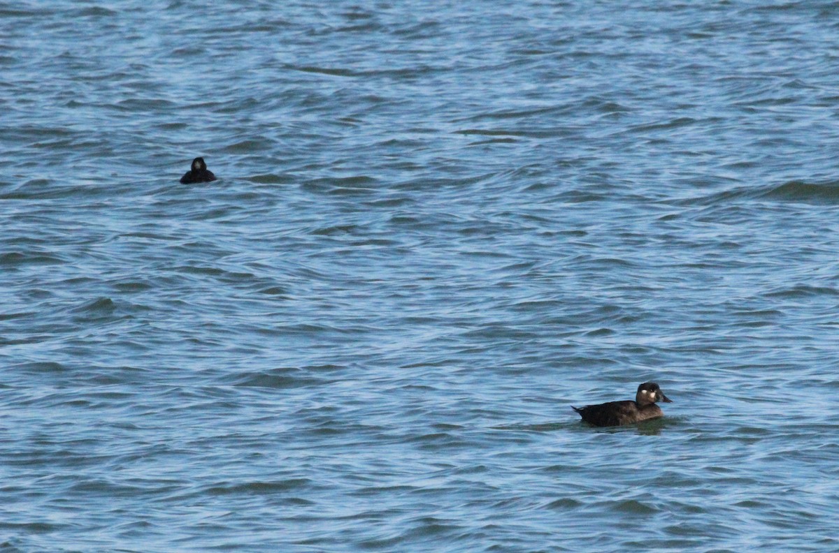 Surf Scoter - ML628994767