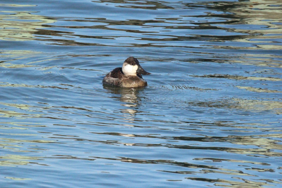 Ruddy Duck - ML628994851