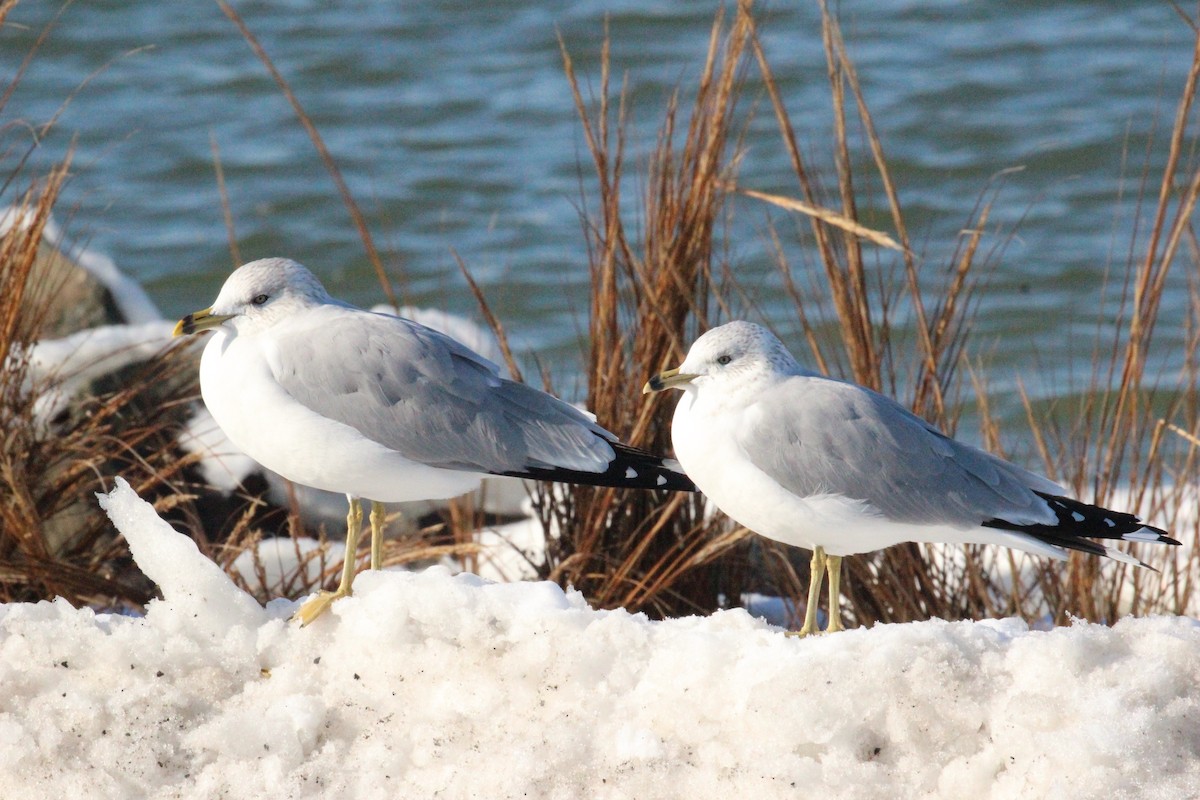 Ring-billed Gull - ML628994964