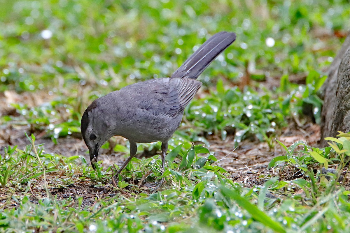 Gray Catbird - ML628994969